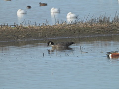 Branta hutchinsii leucopareia