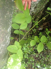 Juglans