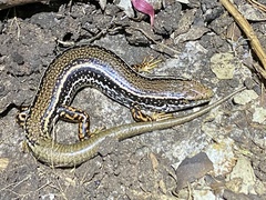 Ctenotus labillardieri