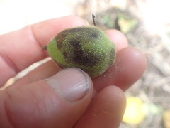 Juglans