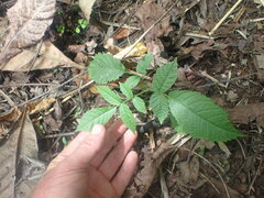 Juglans