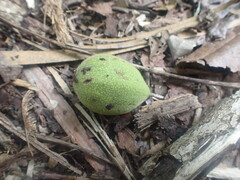 Juglans