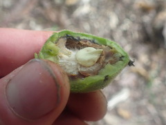 Juglans