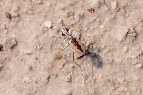 White-cloaked Tiger Beetle photo 5