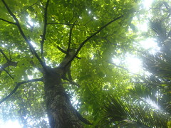 Juglans