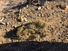 Ericameria laricifolia