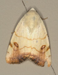 Xanthodes albago