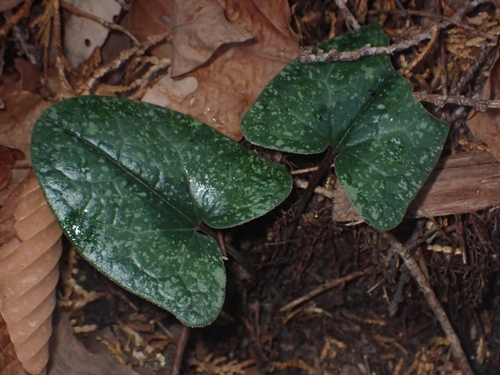 Asarum rigescens iNat (2)