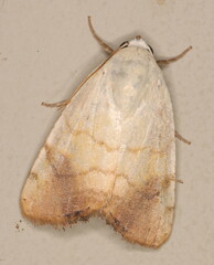 Xanthodes albago