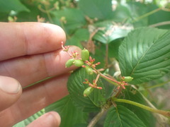 Viburnum