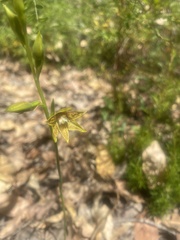 Thelymitra fuscolutea