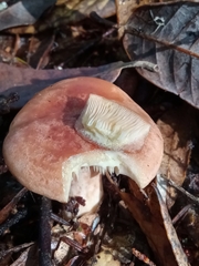 Lactarius subvillosus