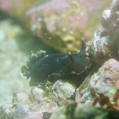 Dendrodoris arborescens