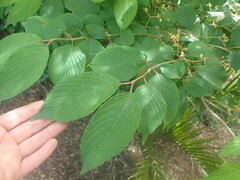 Viburnum