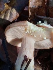Lactarius subvillosus