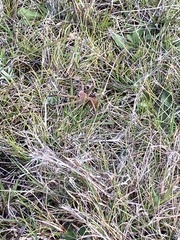 Neosparassus patellatus