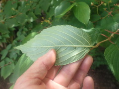 Viburnum