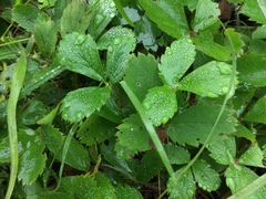 Fragaria × ananassa