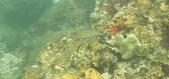 Thalassoma trilobatum