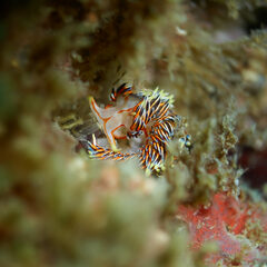 Phidiana militaris
