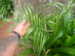 Arecaceae