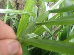 Arecaceae