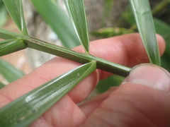 Arecaceae