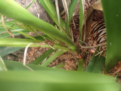 Arecaceae