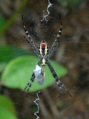 Argiope picta