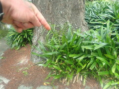 Arecaceae