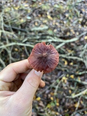 Marasmius plicatulus