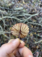 Marasmius plicatulus