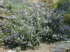 Prostanthera eurybioides