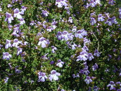 Prostanthera eurybioides