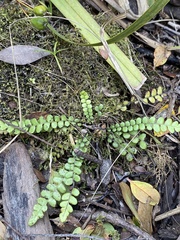 Blechnum blechnoides