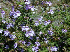 Prostanthera eurybioides