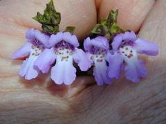 Prostanthera eurybioides
