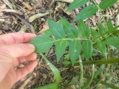 Ailanthus altissima