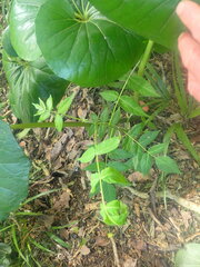 Ailanthus altissima