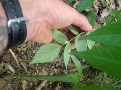 Ailanthus altissima