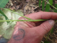 Ailanthus altissima