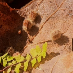 Neuroterus quercusverrucarum
