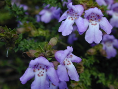 Prostanthera eurybioides