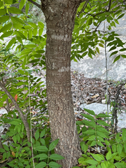 Ungnadia speciosa