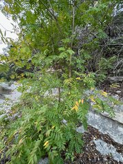 Ungnadia speciosa