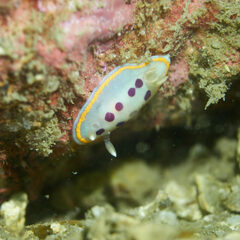 Goniobranchus tumuliferus