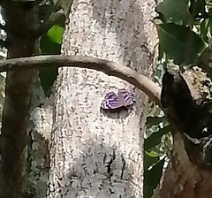 Myscelia ethusa ethusa