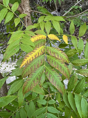 Ungnadia speciosa