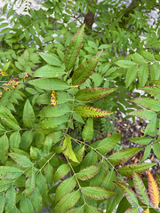Ungnadia speciosa