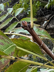 Ungnadia speciosa